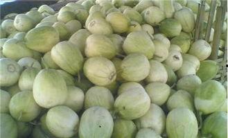 河北新瓜最新爆料,揭秘背后惊人真相